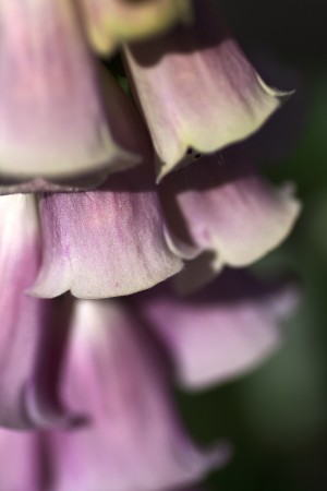 Foxglove Flowers
